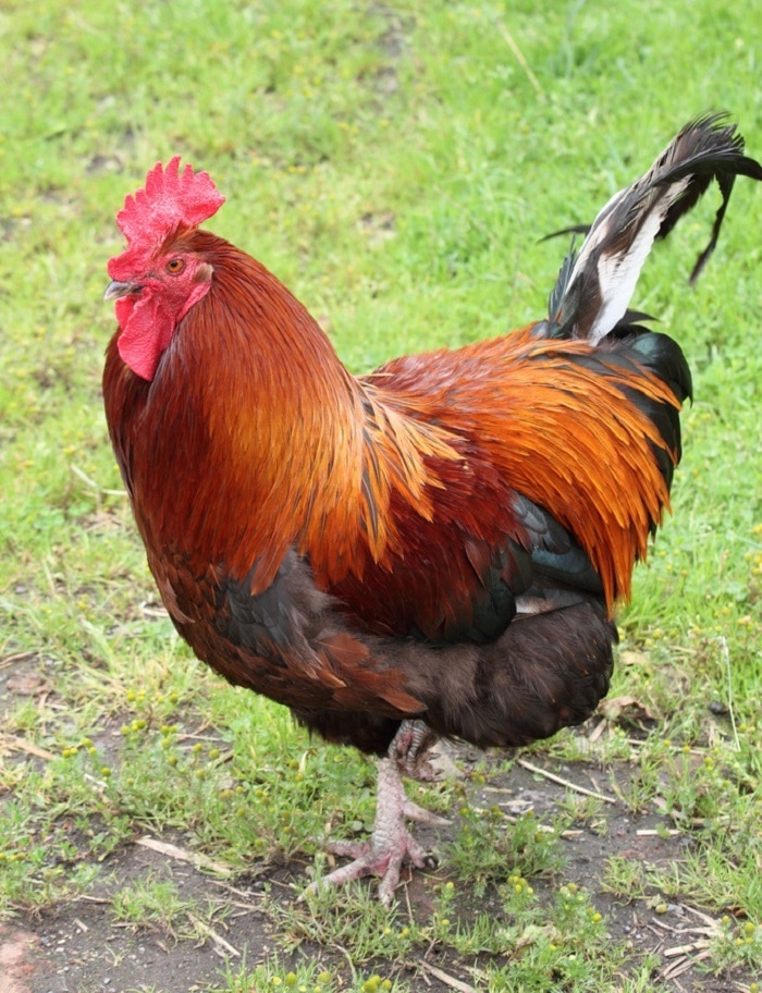 Gà Rhode Island Red - gà Rohde đỏ giống gà siêu trứng