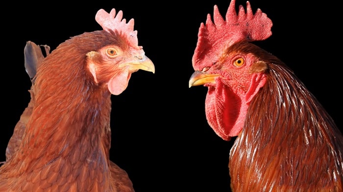 Gà Rhode Island Red - gà Rohde đỏ giống gà siêu trứng