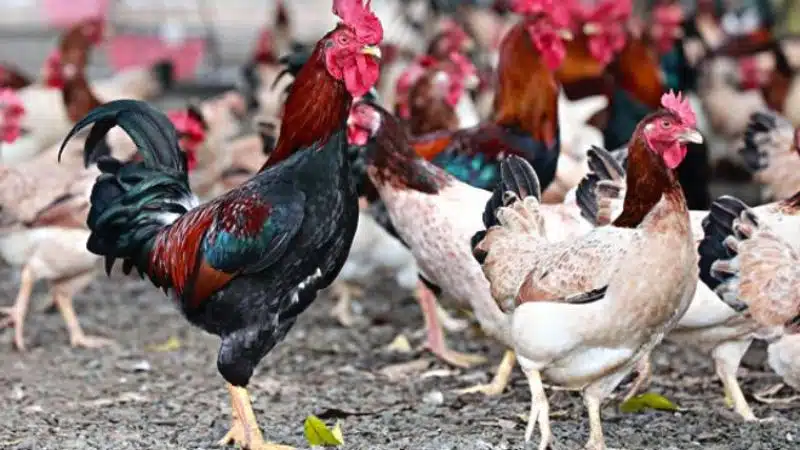 Tìm hiểu về giống gà mía thuần chủng và gà mía lai 6 Sản phẩm thịt gà mía thành phẩm phục vụ thị trường tiêu dùng sạch