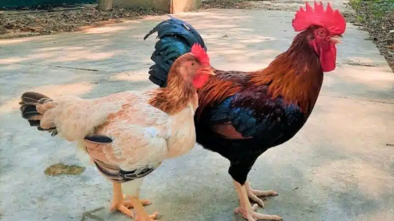 Tìm hiểu về giống gà mía thuần chủng và gà mía lai 4 Hình ảnh gà mía trống với bộ lông tía đen và dáng vẻ uy nghi