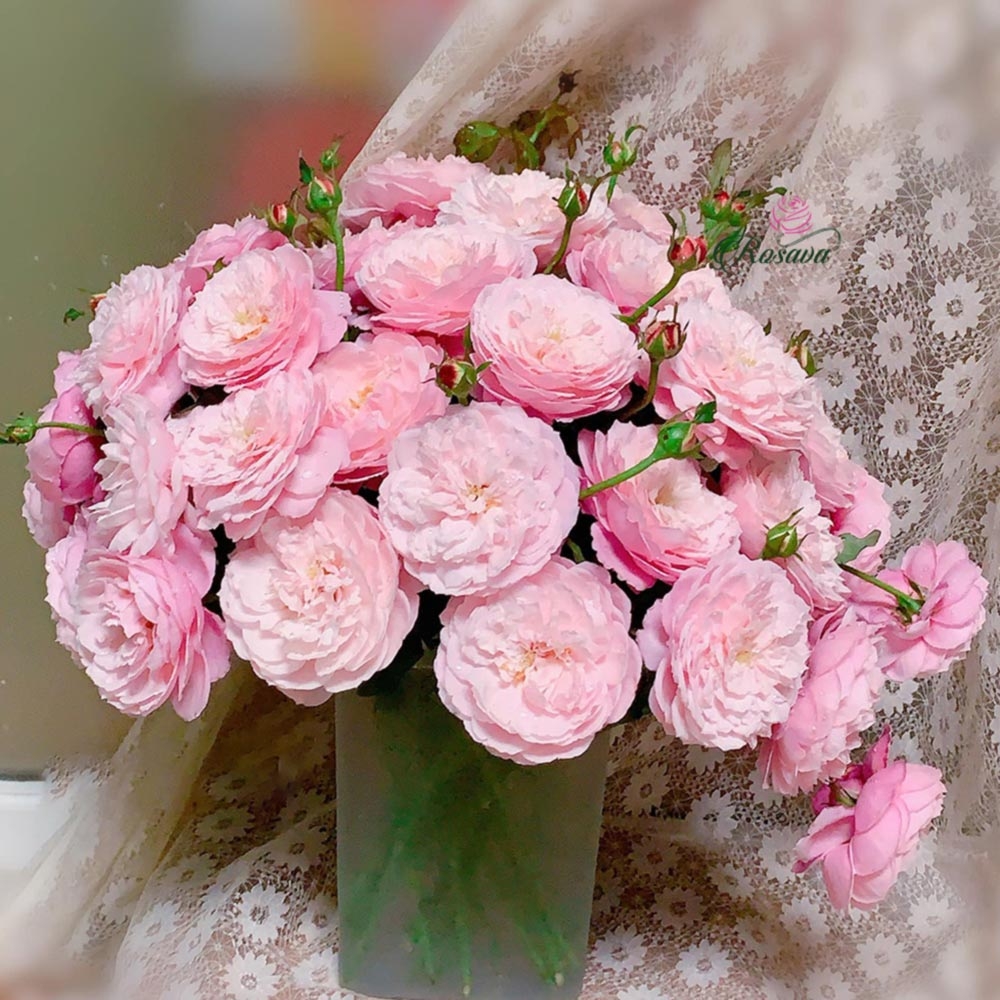 Giải mã tầng sâu ý nghĩa hoa hồng Plume